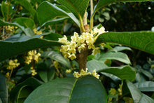 Osmanthus Oolong Tea/Tea Bag*10 | Shop YoshanTea