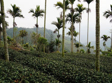 101 Fresh Ali Shan Tea | Shop YoshanTea