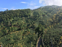 505 Fresh Jade Green Oolong Tea | Shop YoshanTea