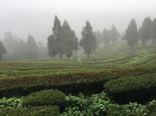 501 Fresh Jade Green Oolong Tea | Shop YoshanTea