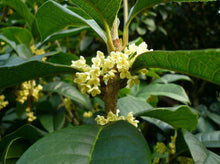 720 Osmanthus Oolong Tea | Shop YoshanTea